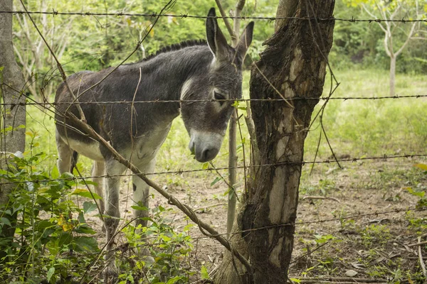 Âne Debout Contre Une Clôture Dans Une Ferme Yelapa Jalisco — Photo