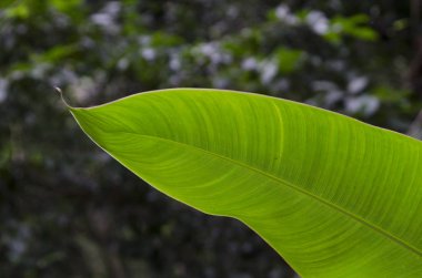 Muz Yaprak, Yelapa, Jalisco, Meksika Close-Up