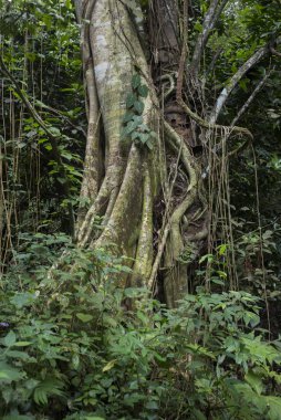 Ağaçlar tropikal yağmur ormanlarında, Yelapa, Jalisco, Meksika