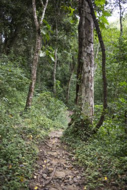 Yol ve ağaçlar tropikal yağmur ormanlarında, Yelapa, Jalisco, Meksika