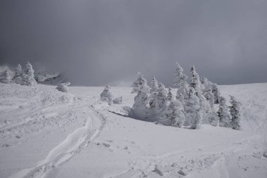 Kar kaplı ağaçlar dağ, Whistler, British Columbia, Kanada