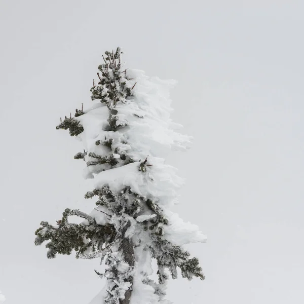 Primo Piano Dell Albero Coperto Neve Whistler Columbia Britannica Canada — Foto Stock