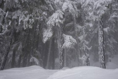 Kar kaplı ağaçlar, Whistler, British Columbia, Kanada