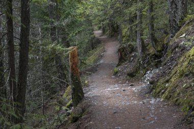 Toprak Pemberton, Whistler, British Columbia, Kanada, orman içinden geçen yol