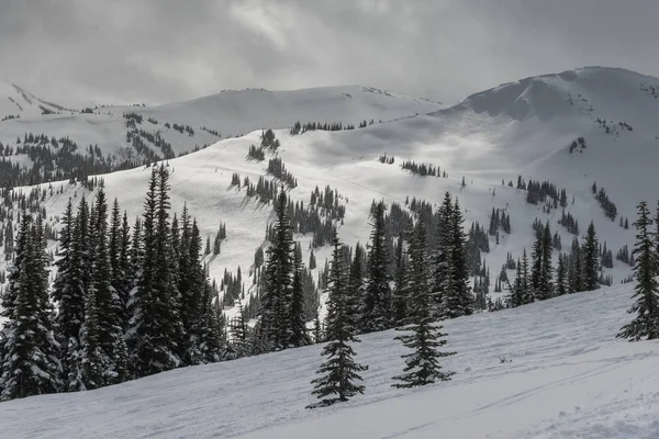 Evergreen Trees Snow Covered Mountain Whistler Британская Колумбия Канада — стоковое фото