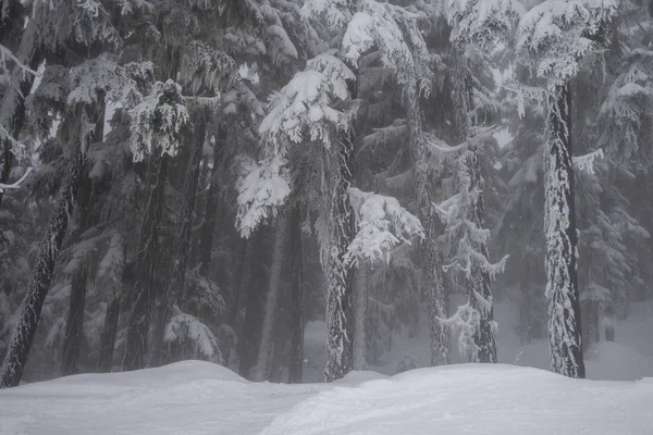 Kar kaplı ağaçlar, Whistler, British Columbia, Kanada