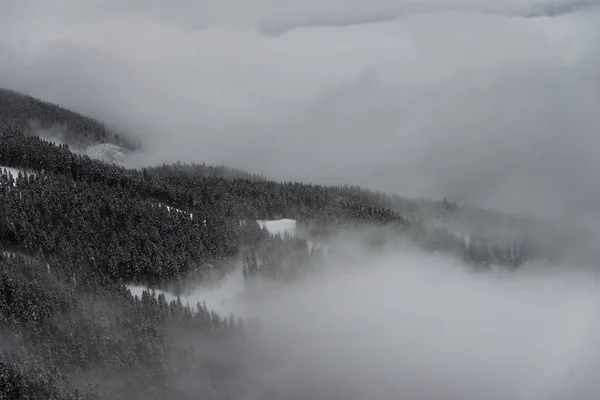 Alberi Innevati Nella Foresta Nebbiosa Whistler Columbia Britannica Canada — Foto Stock