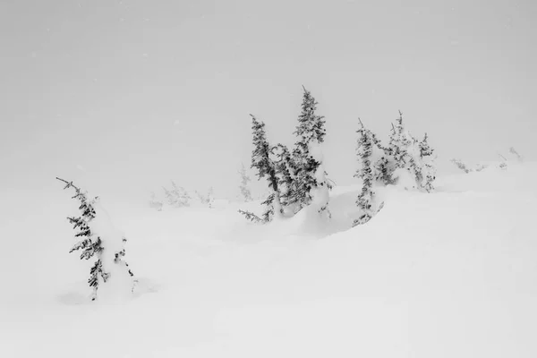 Neve Árvores Cobertas Montanha Whistler British Columbia Canadá — Fotografia de Stock