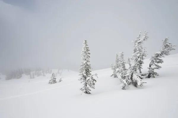 Alberi Sempreverdi Innevati Montagna Whistler British Columbia Canada — Foto Stock