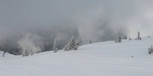 Alberi Innevati Montagna Durante Nebbia Whistler Columbia Britannica Canada — Foto Stock