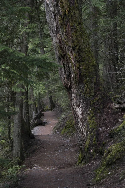 Camino Tierra Que Pasa Través Del Bosque Pemberton Whistler Columbia — Foto de Stock