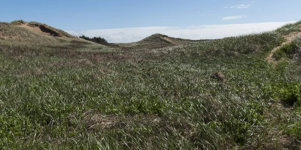Scenic View Grassy Hills Green Gables Cavendish Prince Edward Island — Stock Photo, Image