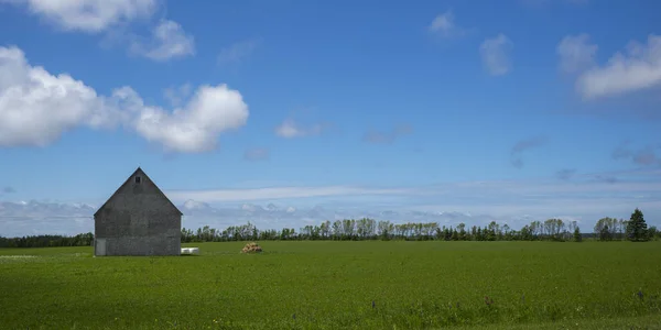 Pajta Zöld Füves Terület Farm Kensington Prince Edward Island Kanada — Stock Fotó