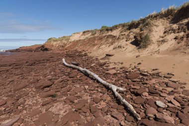 Dalgaların karaya attığı odun ve kaya oluşumları beach, Green Gables, Cavendish, Prince Edward Island Milli Parkı, Prince Edward Island, Amerika Birleşik Devletleri