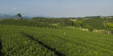 Scenics view of tea plantation, Chiang Rai, Thailand clipart