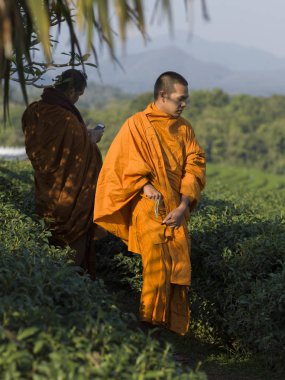 İki Budist rahipler de çay plantasyon, Chiang Rai, Tayland