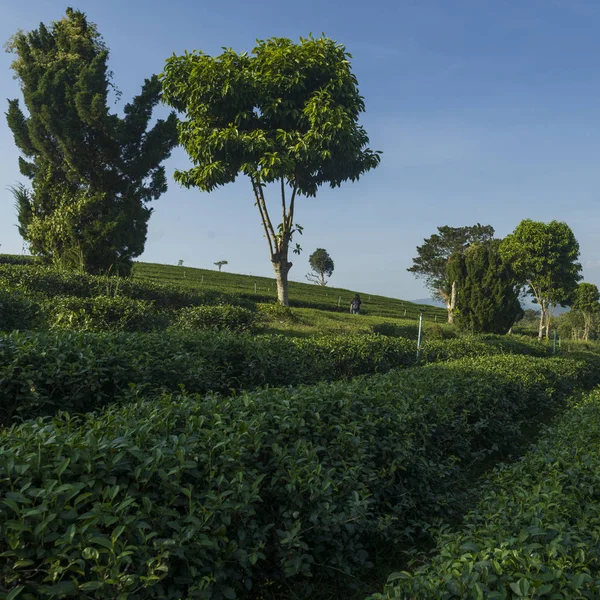 Pemandangan Indah Dari Perkebunan Teh Chiang Rai Thailand — Stok Foto