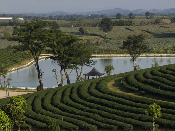 Vista Panorâmica Plantação Chá Lagoa Chiang Rai Tailândia — Fotografia de Stock