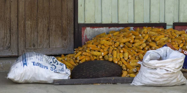 Montón Mazorcas Maíz Cerca Pared Chiang Rai Tailandia — Foto de Stock