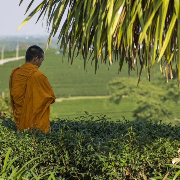 Monge Budista Plantação Chá Chiang Rai Tailândia — Fotografia de Stock