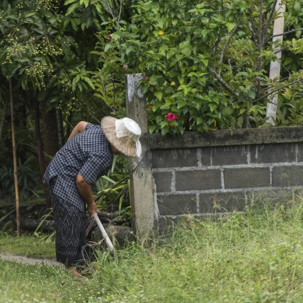 Mujer Trabajando Jardín Koh Samui Provincia Surat Thani Tailandia — Foto de Stock