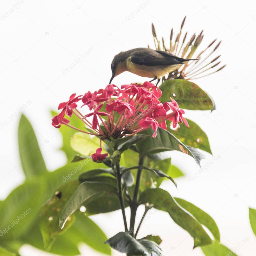 Bird pollinating flower, Koh Samui, Surat Thani Province, Thailand