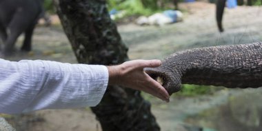Elephant trunk taking food from person's hand, Koh Samui, Surat Thani Province, Thailand clipart