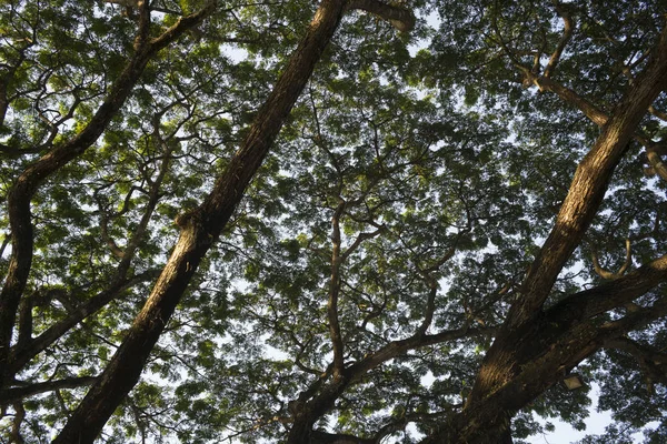 Low angle view of tree canopy, Chiang Rai, Thailand