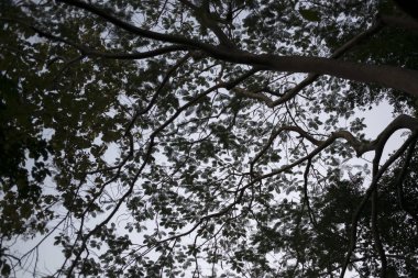 Ağaç dallarının Mount Phousi, Luang Prabang, Laos düşük açılı görünüş