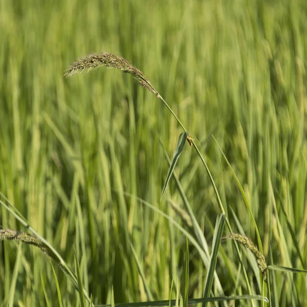 Primer Plano Cultivo Arroz Campo Kamu Lodge Ban Gnoyhai Luang — Foto de Stock