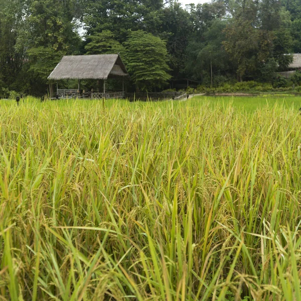 Close Rice Crop Growing Field Kau Lodge Ban Gnoyhai Luang — Stok Foto