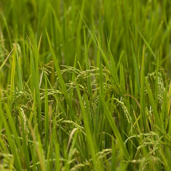 Close Cultura Arroz Crescendo Campo Kamu Lodge Ban Gnoyhai Luang — Fotografia de Stock