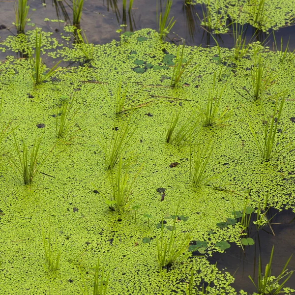 Plantas Arroz Crescendo Água Arrozais Kamu Lodge Ban Gnoyhai Luang — Fotografia de Stock