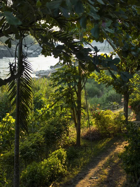 Trees Plants Forest Riverside River Mekong Laos — Stock Photo, Image