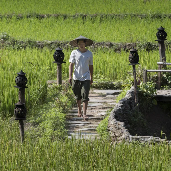 Человек Идущий Рисовому Полю Каму Лодж Пан Гнойхай Луанг Прабанг — стоковое фото
