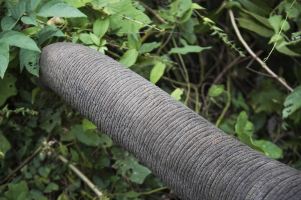 象のトランクの葉 Sae ルアンパバーンをルアンパバーン ラオスに餌のクローズ アップ — ストック写真