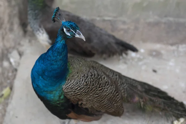 Close-up of a peacock, Tad Sae Waterfall, Luang Prabang, Laos