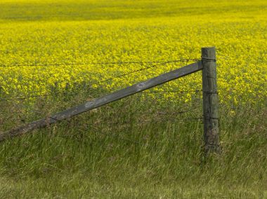 Çit alanında kanola, Pincher Creek, Güney Alberta, Alberta, Kanada