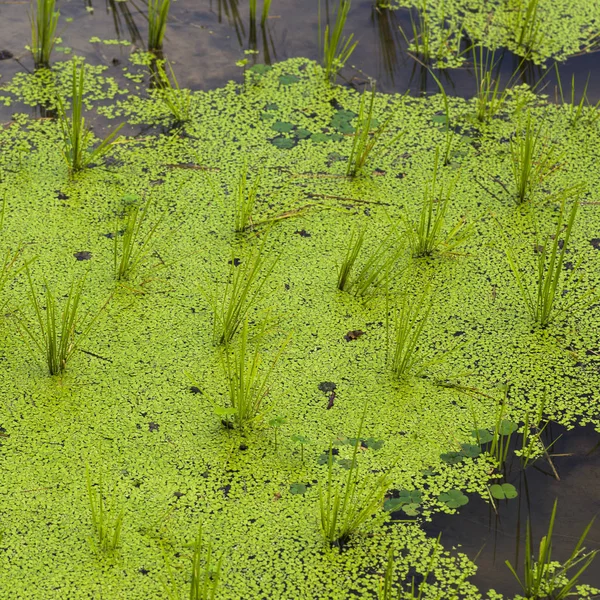 ロッジ Gnoyhai ルアンパバーンをルアンパバーン ラオス 田んぼの水で育つイネ — ストック写真