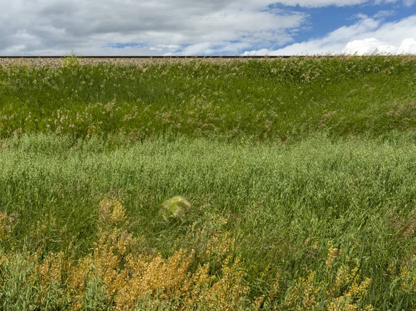 Malerischer Blick Auf Grasfeld Südliche Alberta Alberta Canada — Stockfoto