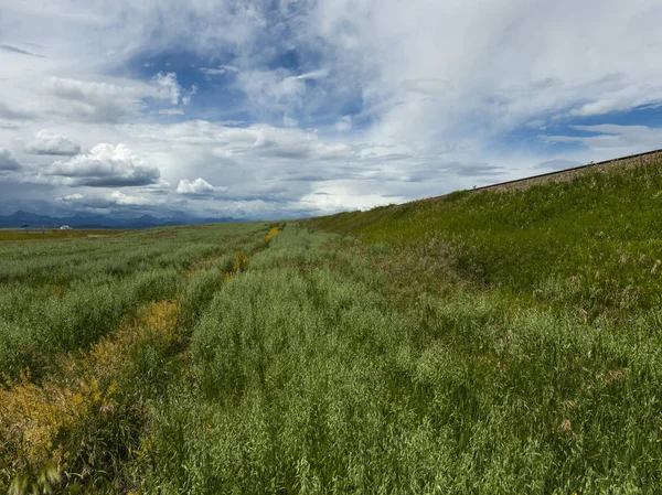 Malerischer Blick Auf Grasbewachsene Landschaft Southern Alberta Alberta Canada — Stockfoto