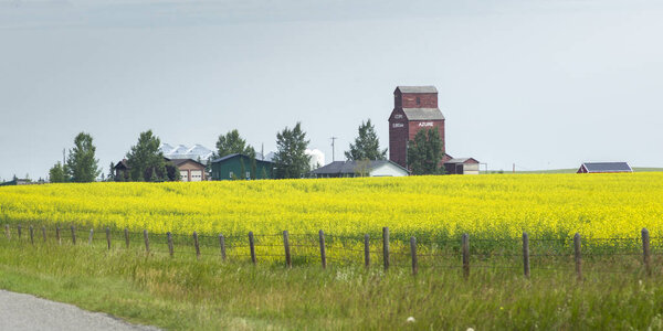 Barns at field of canola, Cayley, Southern Alberta, Alberta, Canada