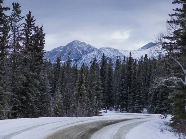 Stromy Zasněžené Pohoří Pozadí Silnice Yellowhead Highway Jasper Národní Park — Stock fotografie