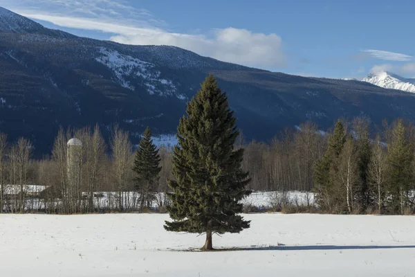 Bomen Sneeuw Bedekt Veld Highway Yellowhead Highway British Columbia Canada — Stockfoto