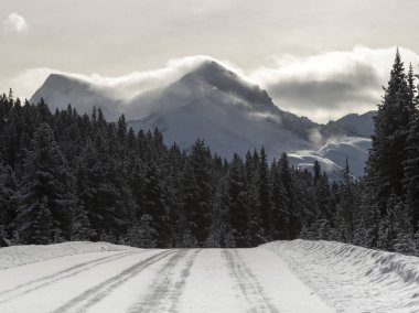 Road passing through forest, Improvement District No. 12, Maligne Lake, Jasper, Jasper National Park, Alberta, Canada clipart