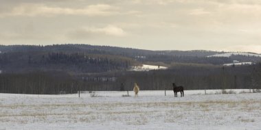 Karda duran atlar kapalı alan, Turner Valley, kovboy izi, Millarville, Alberta, Kanada