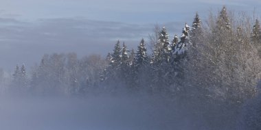 Doğal görünümü kar kaplı ağaçlar, Prince George, British Columbia, Kanada
