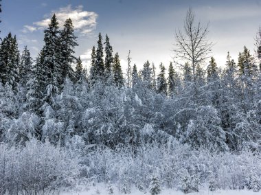 Ağaçlarda kar kaplı orman, Otoban 16, Yellowhead Otoban, British Columbia, Kanada