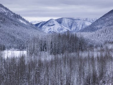 Yükseltilmiş bir ormandaki ağaçlar Alaska Highway, Kuzey Rockies bölgesel Belediyesi, British Columbia, Kanada görünümünü
