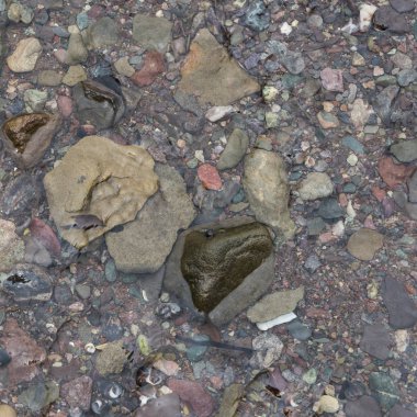 Close-up çakıllar sığ suda, Fundy Milli Parkı, Alma, New Brunswick, Amerika Birleşik Devletleri